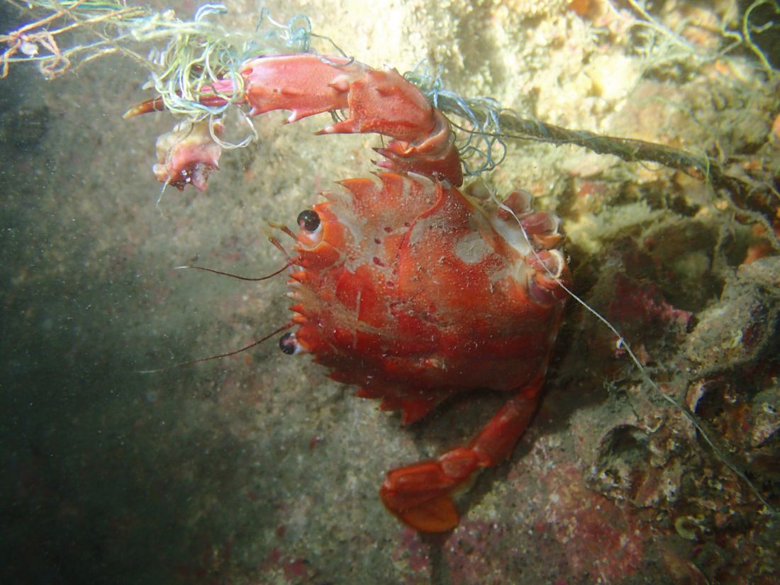 釣り糸に絡まったカニ